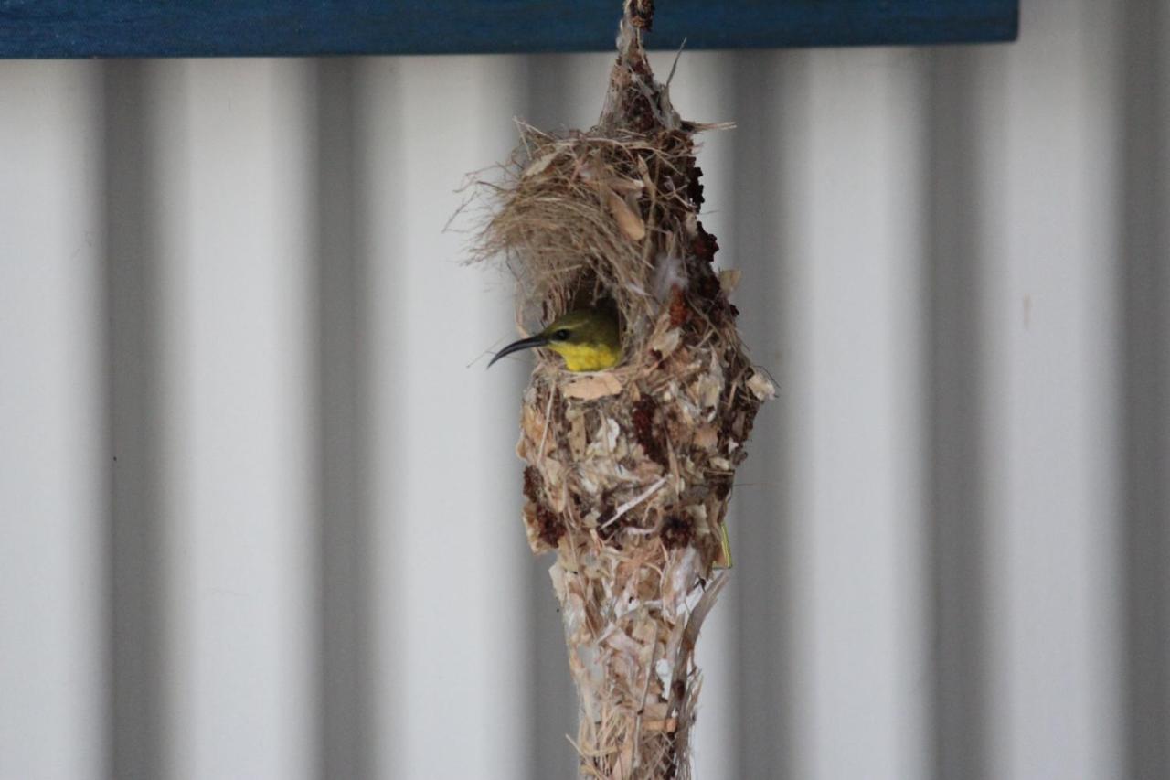 Gecko Guest House Cooktown Esterno foto